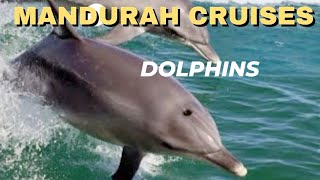 Mandurah Dolphin Cruise Perth Western Australia [upl. by Ayekin]