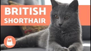 British Shorthair  CARACTÈRE ET COMPORTEMENT [upl. by Donelu494]