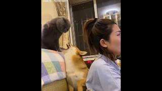 Shiba Inu VS British Shorthair [upl. by Lomasi]