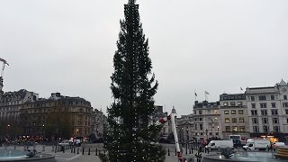 Time lapse 70ft Christmas tree raised in Trafalgar Square [upl. by Yentruok]