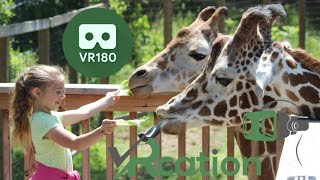 Go to the Zoo VR180 3D VR [upl. by Herriott894]