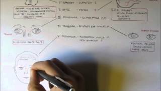 Cranial Nerves  Functions and Disorders [upl. by Aihsrop]