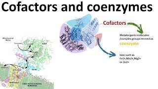 Cofactors and Coenzymes Enzymology 101 [upl. by Amrita480]