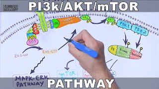 PI3kAKTmTOR Pathway [upl. by Chane]