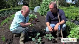 How To Grow Kohlrabi With Quickcrop [upl. by Enihpesoj]