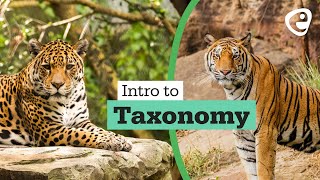 Introduction to Taxonomy [upl. by Estele]