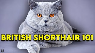 British Shorthair Cat 101  Learn EVERYTHING About Them [upl. by Artemahs38]