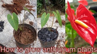 How to grow anthurium plants [upl. by Eustace]