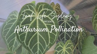 A Guide to Anthurium Pollination [upl. by Skurnik819]