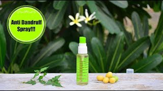 Spray This Once To Remove Dandruff amp Itchiness Permanently  Powerful Homemade Anti Dandruff Spray [upl. by Euqcaj]