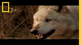 Wolf Bite  Dangerous Encounters Bite Force 2  National Geographic [upl. by Otrebor633]