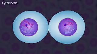 Mitosis and the Cell Cycle Animation [upl. by Liag]