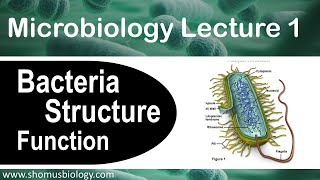 Microbiology lecture 1  Bacteria structure and function [upl. by Anatniuq442]