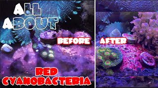 All About The Red Cyanobacteria or Red Slime Algae  Chemiclean Tutorial  Preventing Cyanobacteria [upl. by Riplex]