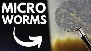 Live Fish Food How to Make Micro Worm Cultures Easiest Method [upl. by Drarig]