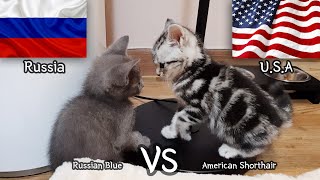 American Shorthair VS Russian Blue  a kitten Fight Story [upl. by Ritz]