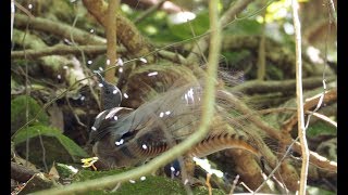 Lyrebird goes crazy mimicking [upl. by Avraham725]