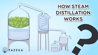 How Steam Distillation Works [upl. by Ennaylil313]