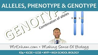 Alleles phenotype and genotype  GCSE Biology 91 [upl. by Setsero]