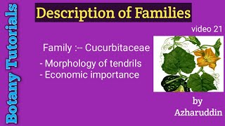 CucurbitaceaeMorphology of tendrils amp Economic importance [upl. by Doersten932]