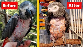 How I Got My Parrot to Stop Plucking Her Feathers  Bird Care [upl. by Bearnard310]