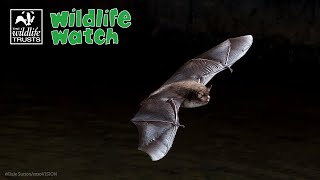 Wildlife Wednesday All about bats [upl. by Lytsirhc]