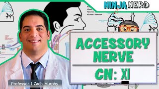 Neurology  Accessory Nerve Cranial Nerve XI [upl. by Reel]