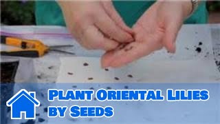 Lilies amp More  How to Plant Oriental Lilies by Seeds [upl. by Louie]