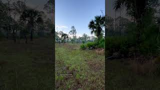 Hog Hunt DuPuis Floridashort [upl. by Schofield213]