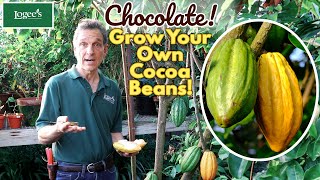 The Cocoa Plant Theobroma cacao Trinitario  Grow Your Own Cocoa Beans at Home [upl. by Kiefer]