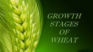 Stages of Growth in Wheat [upl. by Aiuqenehs995]