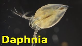 Daphnia [upl. by Aivatal744]