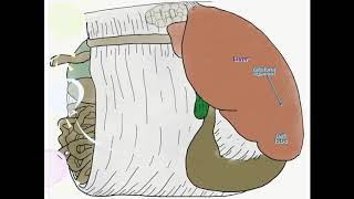 Bovine Omentum [upl. by Hait]