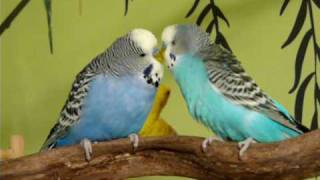 Budgies Singing and Talking to Each Other [upl. by Krein]