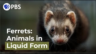 Ferrets Animals in Liquid Form [upl. by Boonie]