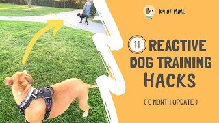 11 Reactive Dog Training Hacks Walking a Dog Who Barks amp Lunges [upl. by Odnavres819]