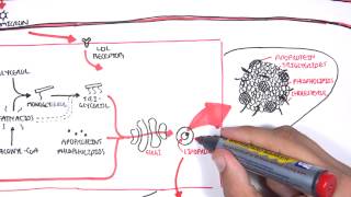 Physiology of Lipoproteins Cholesterol [upl. by Lucy]