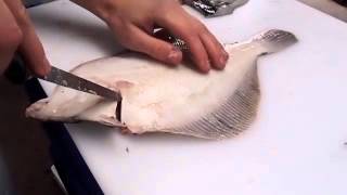 How to fillet a Flat Fish [upl. by Ettedranreb]