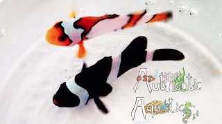 How to Keep Clownfish [upl. by Eveline]