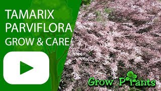 Tamarix parviflora  grow and care Tamarisk [upl. by Roche784]