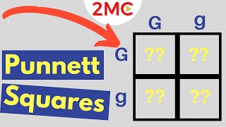 Punnett Square Basics  Mendelian Genetic Crosses [upl. by Harlie]