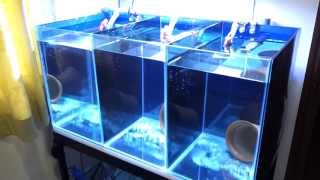 Clownfish breeding tank setup [upl. by Eoin614]