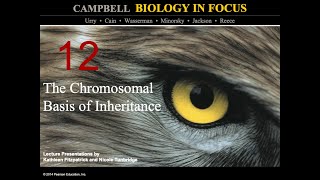 Biology in Focus Ch 12 The Chromosomal Basis of Inheritance [upl. by Atteniuq]