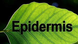 Epidermis in Plants  Biology  Science  Letstute [upl. by Aribold]