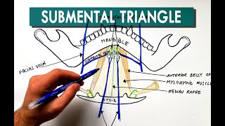 Submental Triangle  Boundaries amp Contents  Anatomy Tutorial [upl. by Habas741]