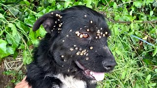 Rescue of abandoned dog with ticks tied up with a rope [upl. by Chansoo229]