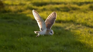 The Unbelievable Flight of a Barn Owl  Super Powered Owls  BBC Earth [upl. by Norad]