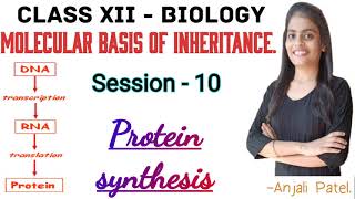 Class XII Biology  Molecular basis of inheritance  Protein Synthesis [upl. by Fafa]