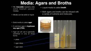 Lab Exercise 1 Introduction to Microbiology [upl. by Hallee]