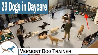 Dog Daycare with 29 Dogs [upl. by Nnawaj]